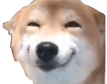 doge-2.png