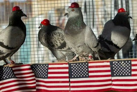 Las Vegasin MAGA-pulujengiläisiä vankilan pihalla.jpg