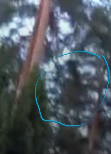 Videolta