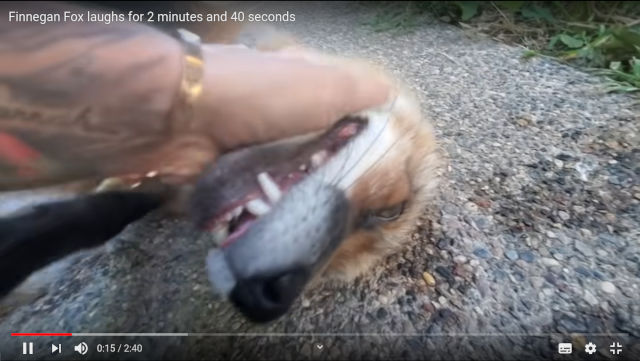 FINNEGAN THE FINN -