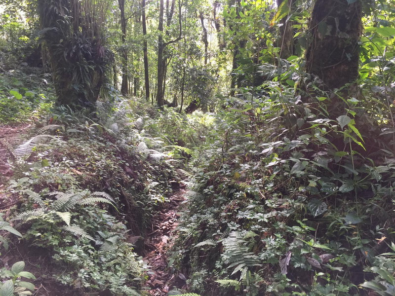 pianista path.jpg