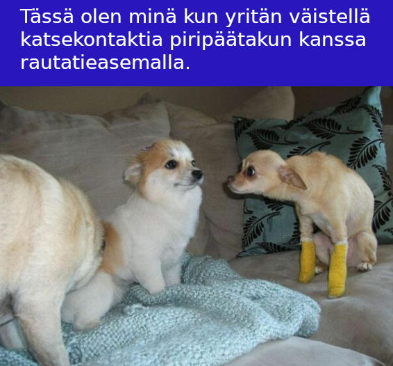Takun_tuijotus.jpeg