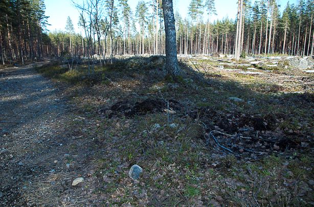 koivu4.jpg