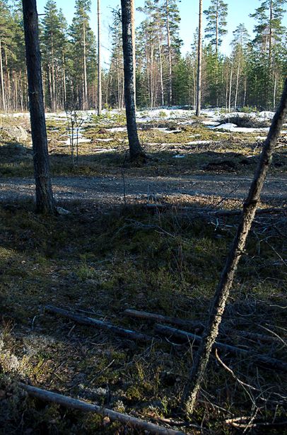 koivu5.jpg