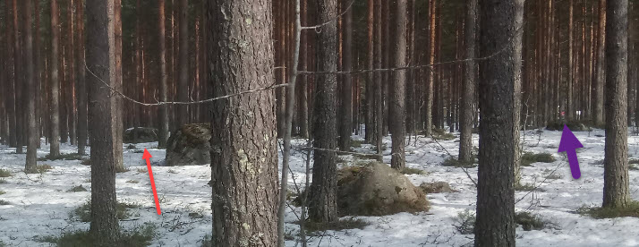 kivi.jpg