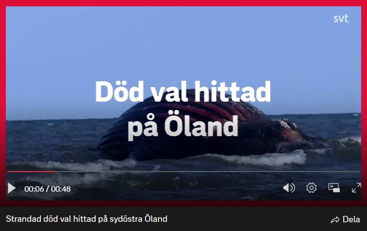 Öölannin kaakkoisrantaan on ajautunut kuollut valas. Vaihtoehtoisesti kyseessä on myöhästynyt aprillipila tai median avulla toteutettu huomion suuntaaminen pois muista asioista..jpg