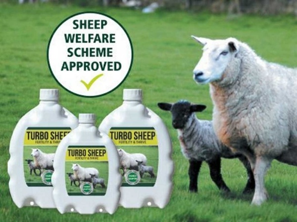 Parantaa lampaiden immuniteettijärjestelmää!