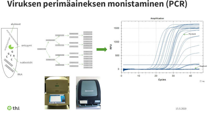 THL ja PCR.jpg