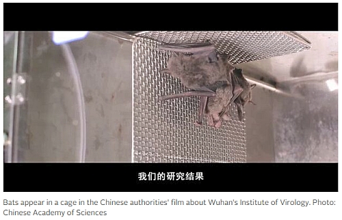 Kuvan lähde: https://nyheder.tv2.dk/udland/2021-08-12-ansat-paa-laboratorie-i-wuhan-kan-vaere-smittet-af-flagermus-som-den-foerste-siger
