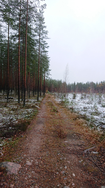 Metsäautotie polkujen risteyksestä Kuruntielle päin