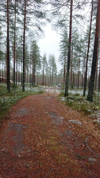 Metsäautotie Kuruntien risteyksestä