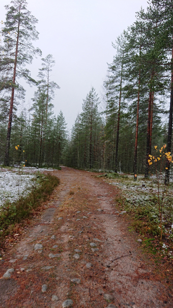 Metsäautotie tultaessa Kuruntieltä päin polkujen risteykseen (oikelle lähtee polku pienelle hiekkakuopalle ja vasemmalle lähtee polku kohti Kuruntien varressa olevia asuintaloja