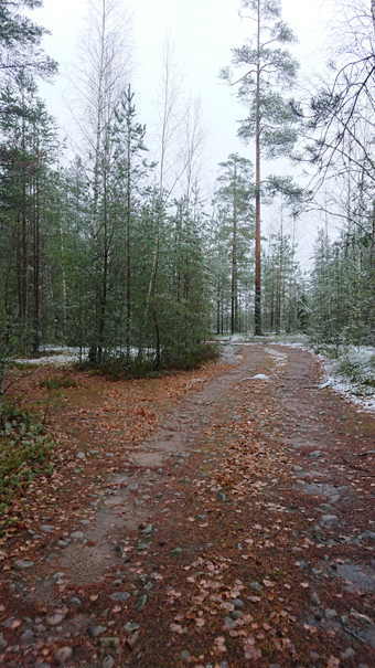 Metsäautotie Hikiäntieltä päin katsottaessa