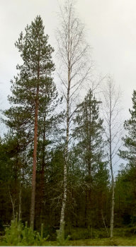 RandomKoivu.jpg