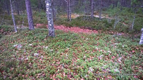 Polku Löytöpaikalta Päin.jpg