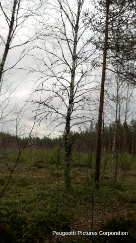 Löytöpaikan Loivu.jpg