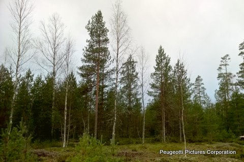 Koivu Hakkuuaukealta.jpg