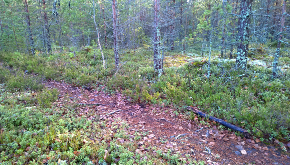 kivinenPolku.jpg