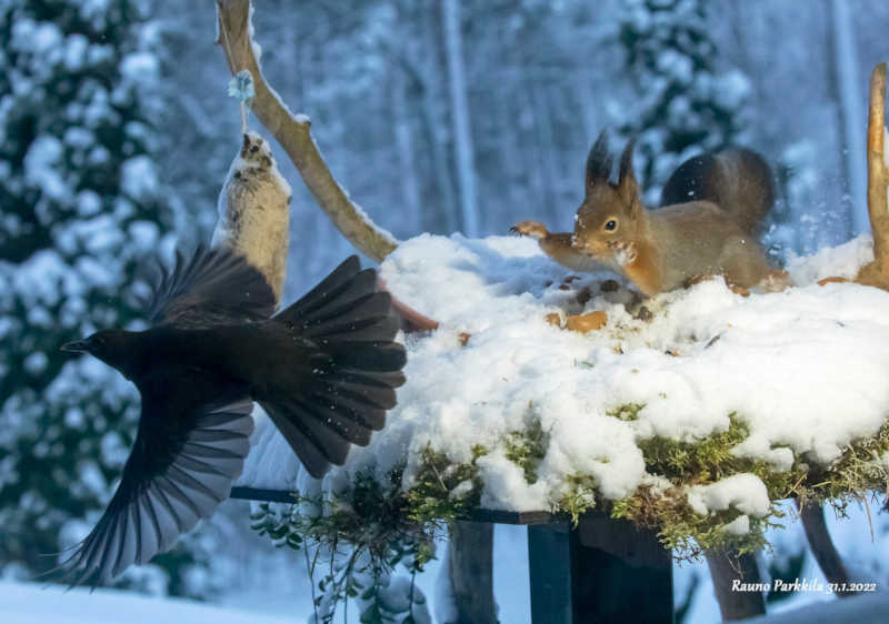 Rva Mustarastaan äkkilähtö. T. K. Urre.jpg