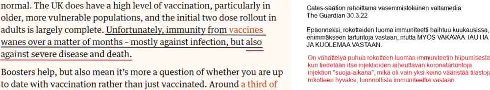 Rokotemarkkinointiin valjastettu Guardiankin jo myöntää, että k-piikkien teho hiipuu vain kuukausissa myös kuolemaa vastaan.jpg