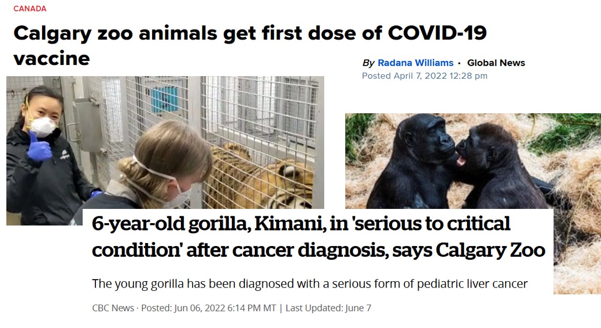 Galgaryn eläintarhan gorillan tila hengenvaarallinen pian syöpädiagnoosin jälkeen.jpeg