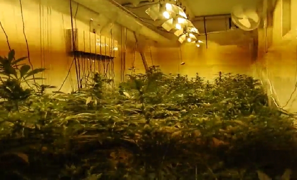 Kannabis kasvaa.jpg