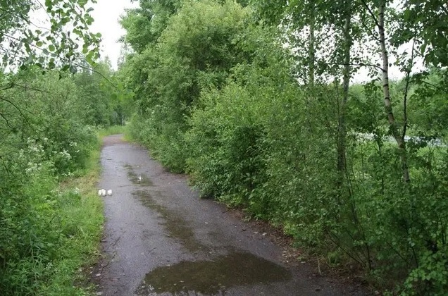 Petikko 2.jpg