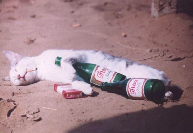 Mun kattini