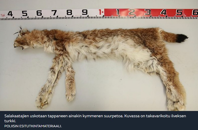 Ilves.jpg