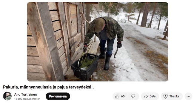 VKK_Ano_pajua_pakuria_neulasia.jpg