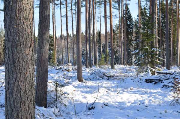 Pieksämäki.jpg