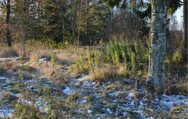 Ilmajoki.jpg