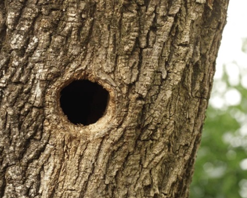 Oksanreikä - Branch Hole.jpg