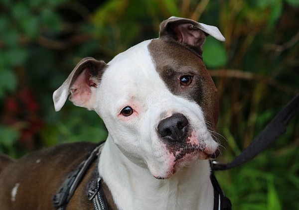 Staffy.jpg