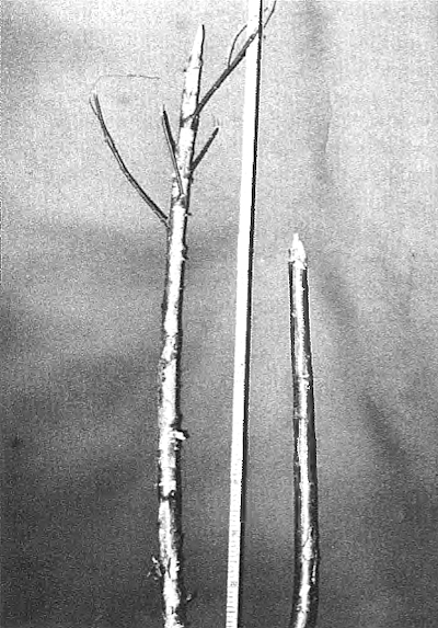 Tekovälineinä köytetyt koivukepit. Isompi 780 g 113 cm. Kepeissä uhrin hiuksia.jpg