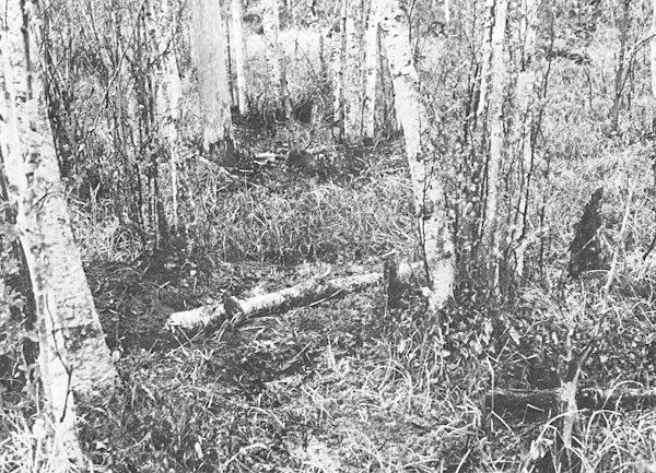 Hautapaikka oli rämeikössä koivunrungon alla.jpg
