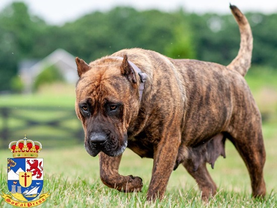 Presa Canario