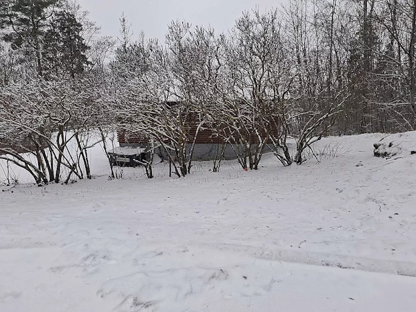 Tässä ammuttu henkilö naapurin mukaan makasi.jpg