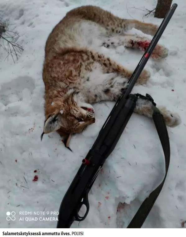 Ilves.jpg