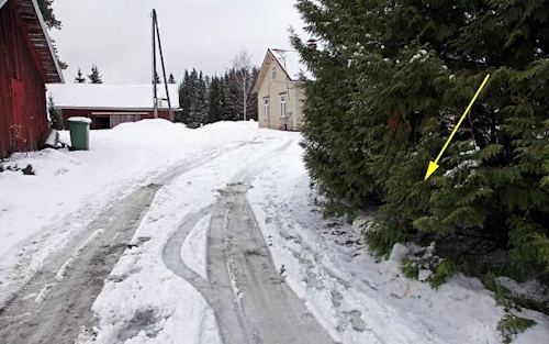 Tapahtumapaikka. Oksissa verijälkiä.jpg