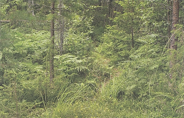 Tieltä rantaan kulkee polku tiheän metsikön läpi.jpg