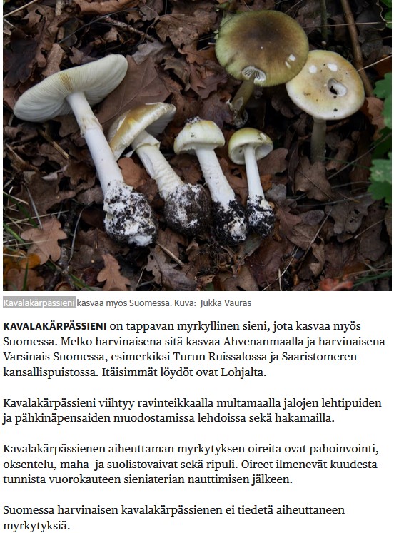 Kavalakärpässieni.jpg