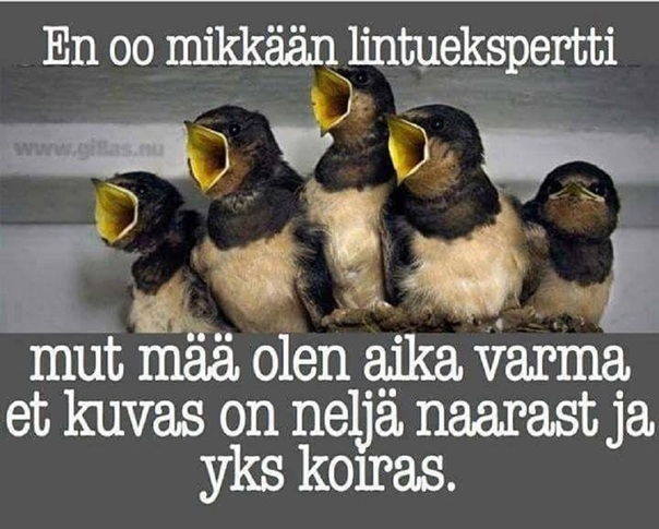 4 naarasta ja 1 koiras.jpg