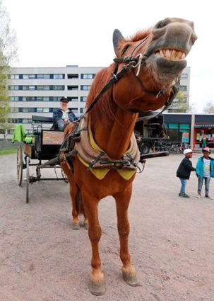Hevostakin naurattaa, kun päätyy tois pual jokkee....jpg