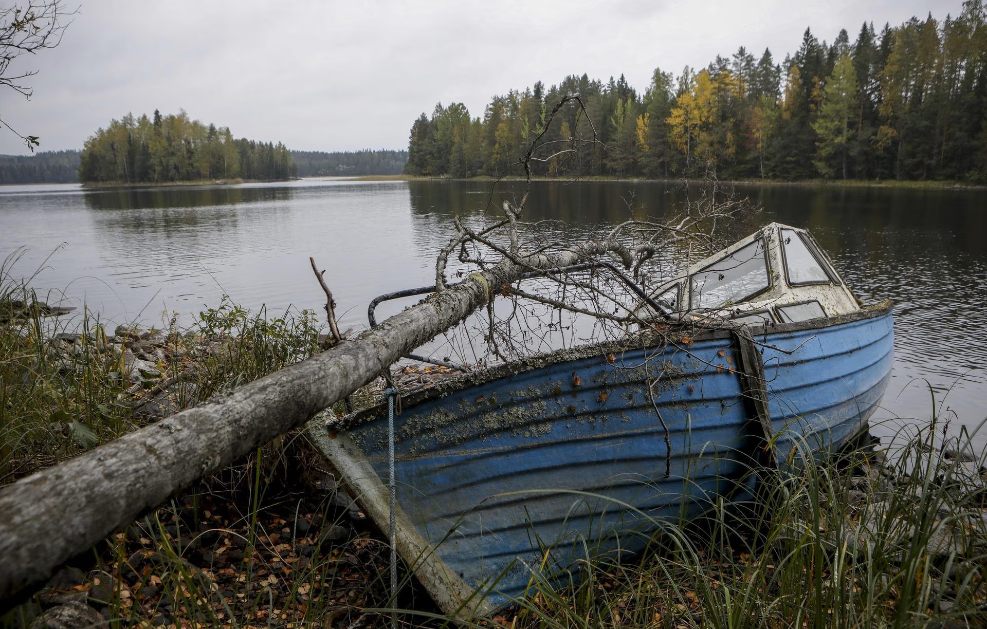 Vene.jpg