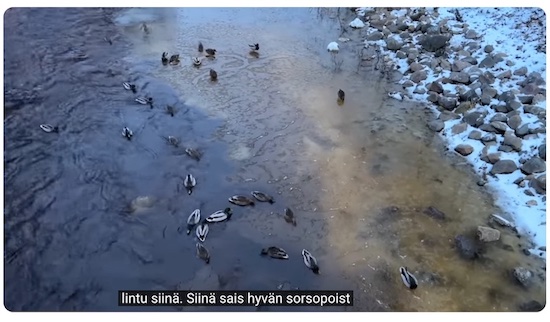 VKK_Ano_sorsapaistin_haaveilu.jpg
