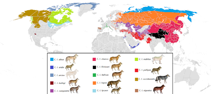Present_distribution_of_gray_wolf_(canis_lupus)_subspecies_small.png