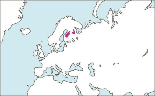 Levinneisyyskartta_metsapeura_2025.png