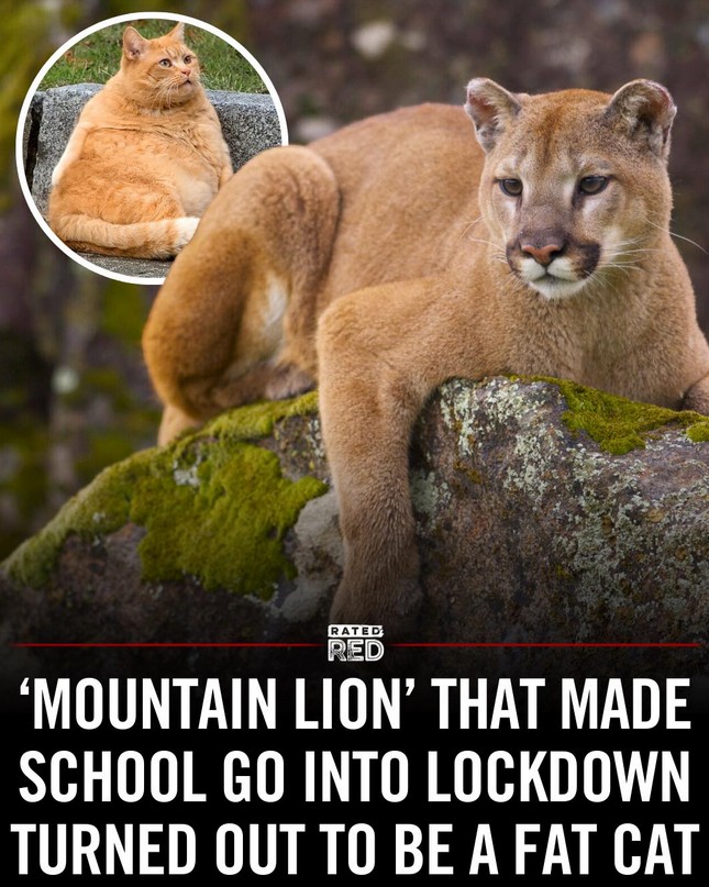 Kissa.jpg