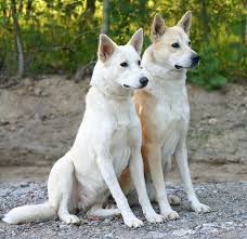 caanan-dog.jpg